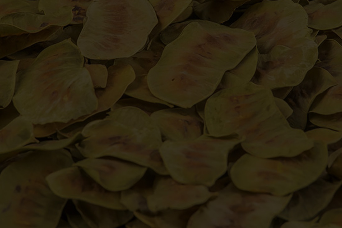 Senna Pods Senna Leaves Senna Supplier Senna for Sale