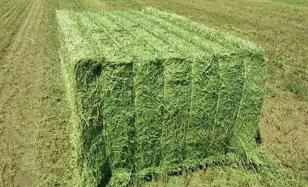 top-quality-alfalfa
